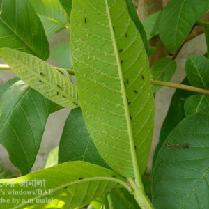 পেয়ারার জাব পোকা